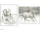 Sketching Made Easy Dog&Horses - sada na skicování dle předlohy - 3/3